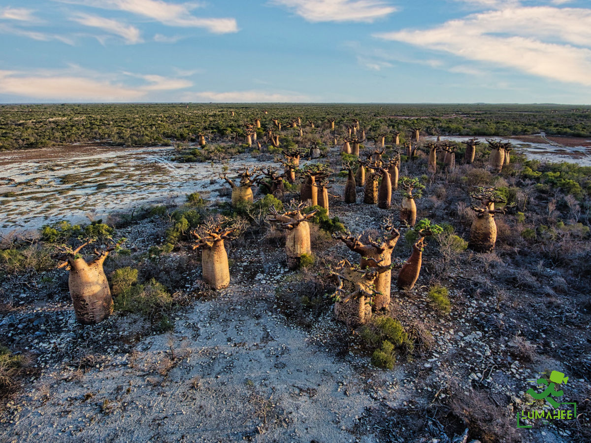 Les Baobabs nains de Tampolove